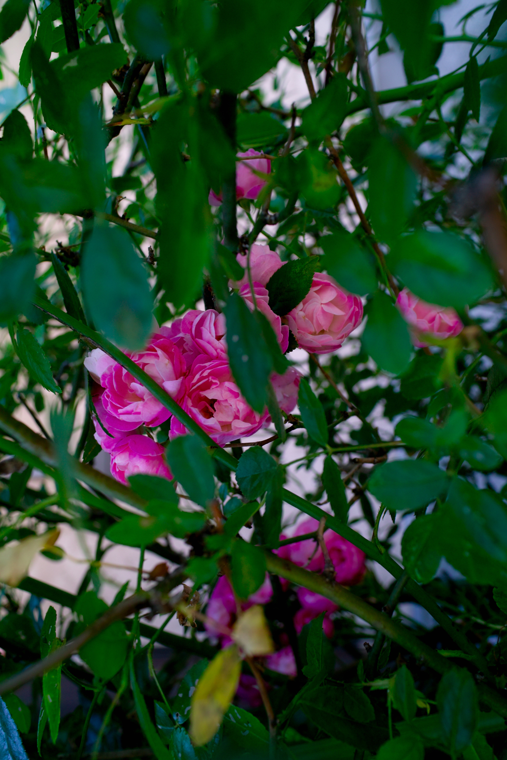 SDIM0885