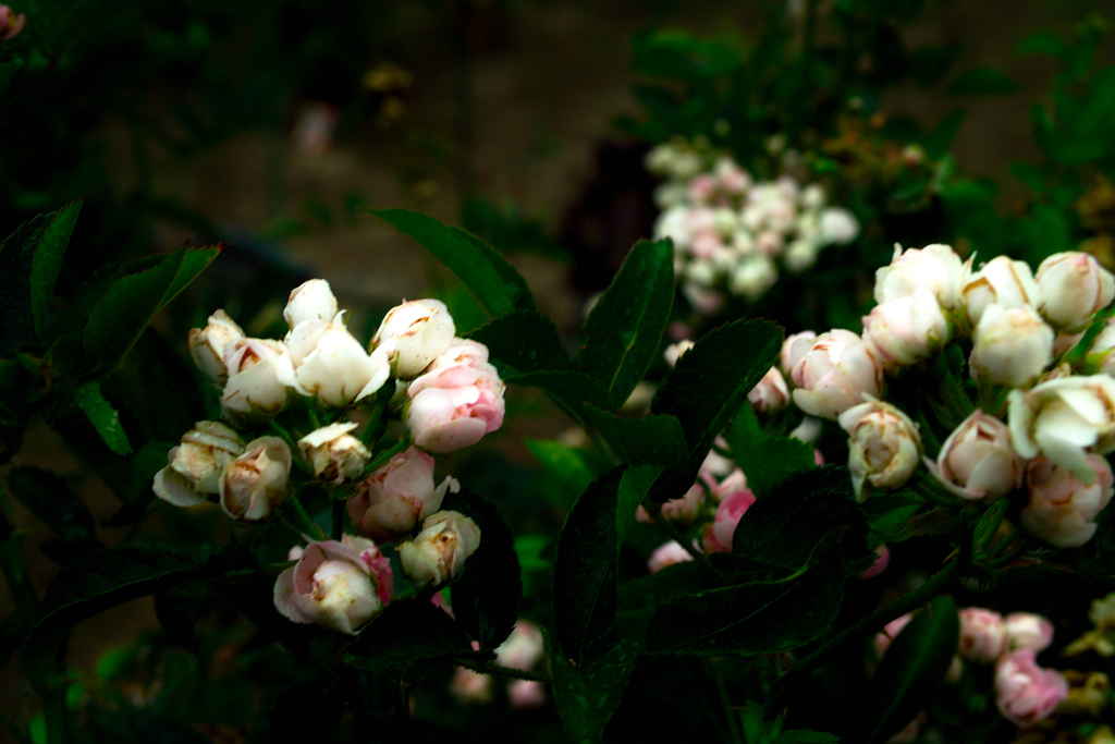 SDIM2086