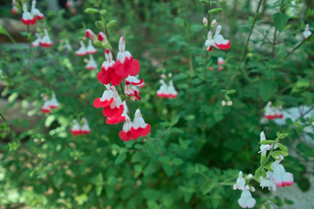 SDIM1750