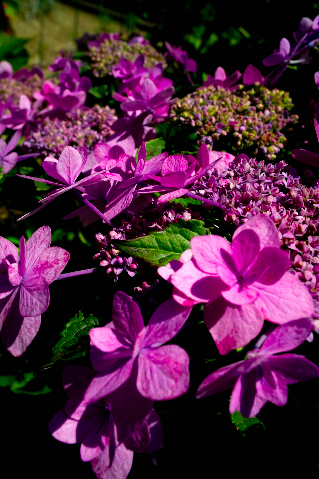 SDIM0851