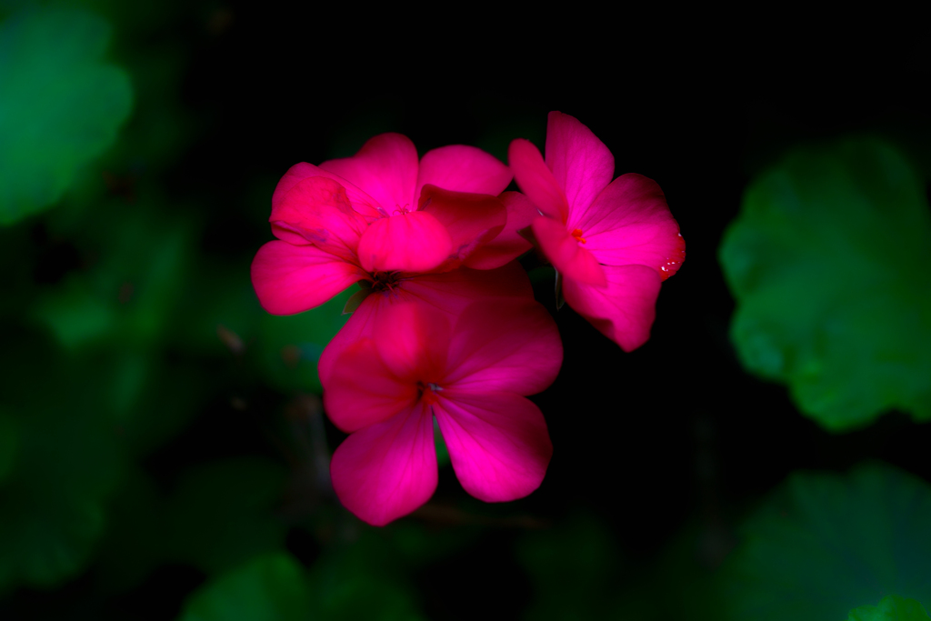 SDIM2125