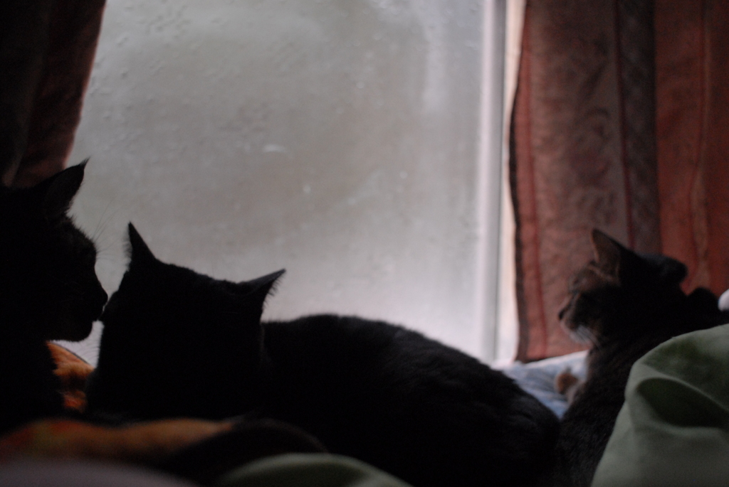 茶々丸クロクロシマシマ