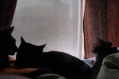 茶々丸クロクロシマシマ