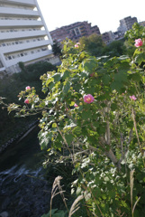 P1040515