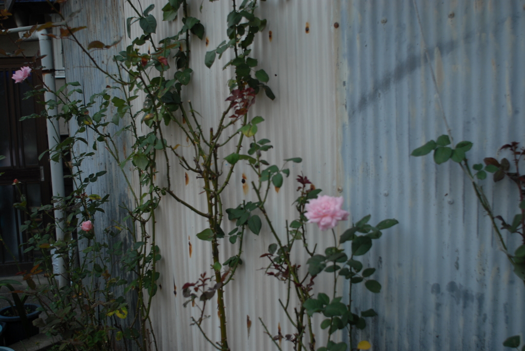 昨夕暮れ散歩 帰ったら待ってた