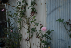 昨夕暮れ散歩 帰ったら待ってた