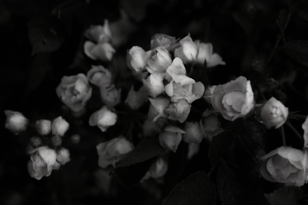 SDIM2008