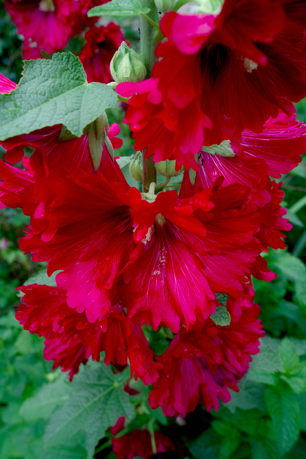 SDIM0615