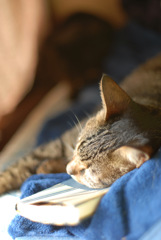 文庫本は枕だよ〜