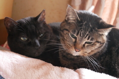 クロクロくん茶々丸