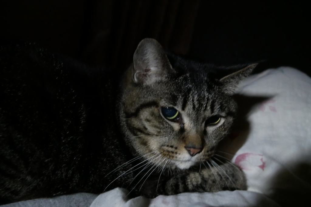 真夜中の茶々丸