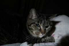 真夜中の茶々丸