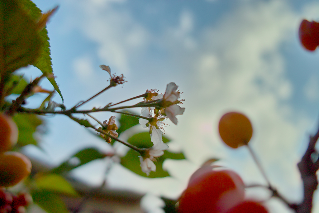 SDIM1233