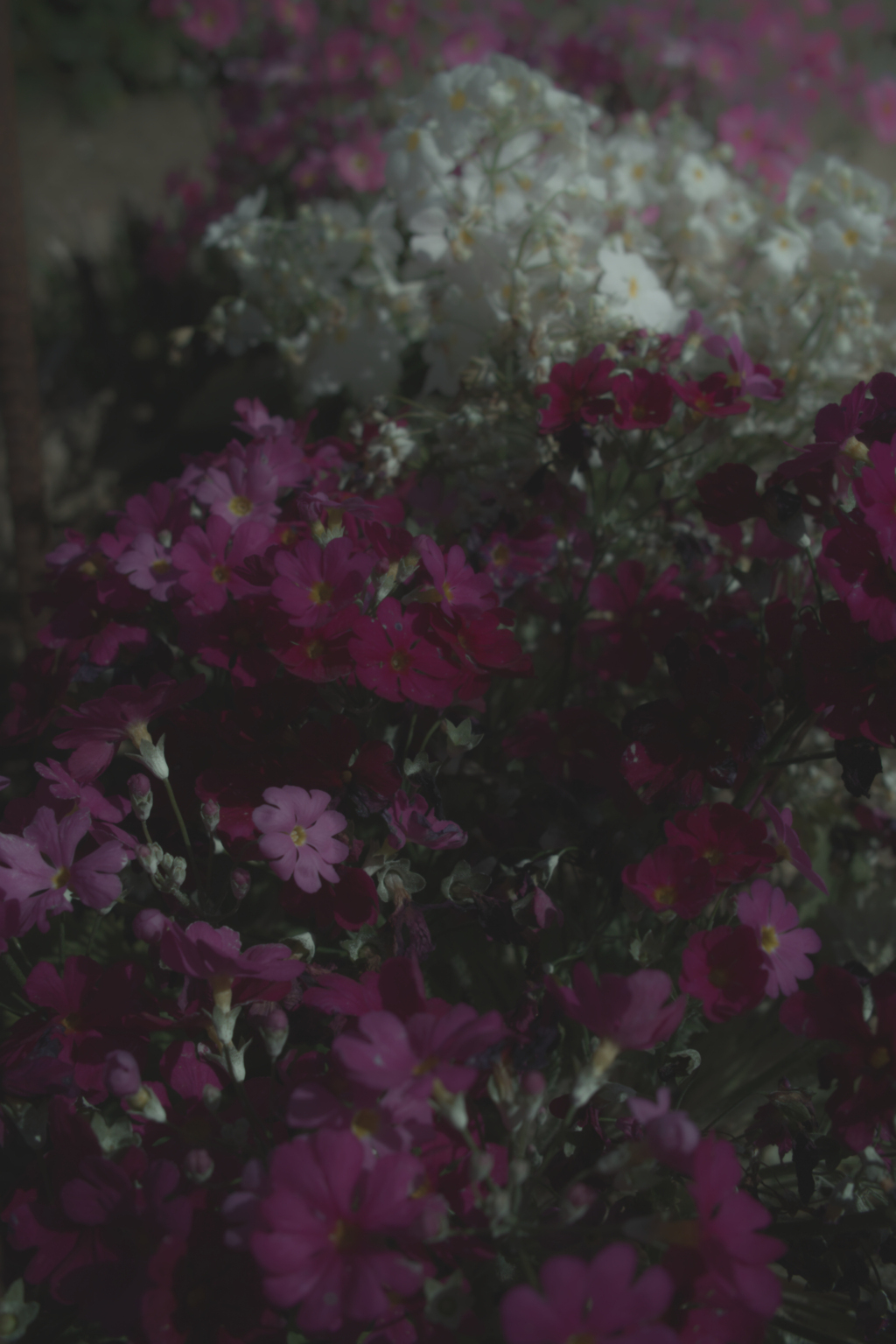o.SDIM0806