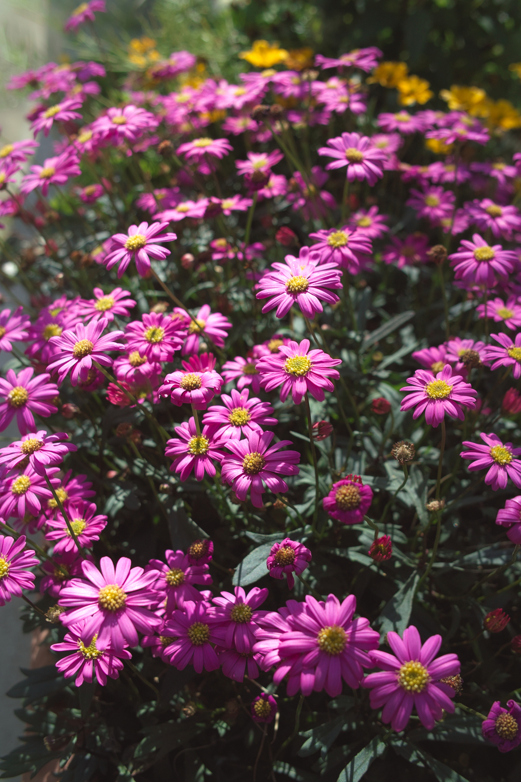 SDIM1094
