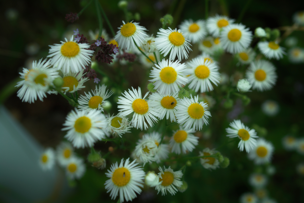 SDIM2028