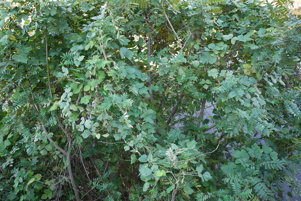 P1040514