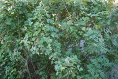 P1040514