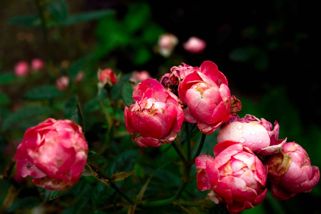 SDIM2088