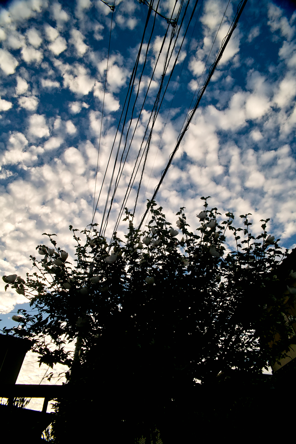 SDIM1436 2