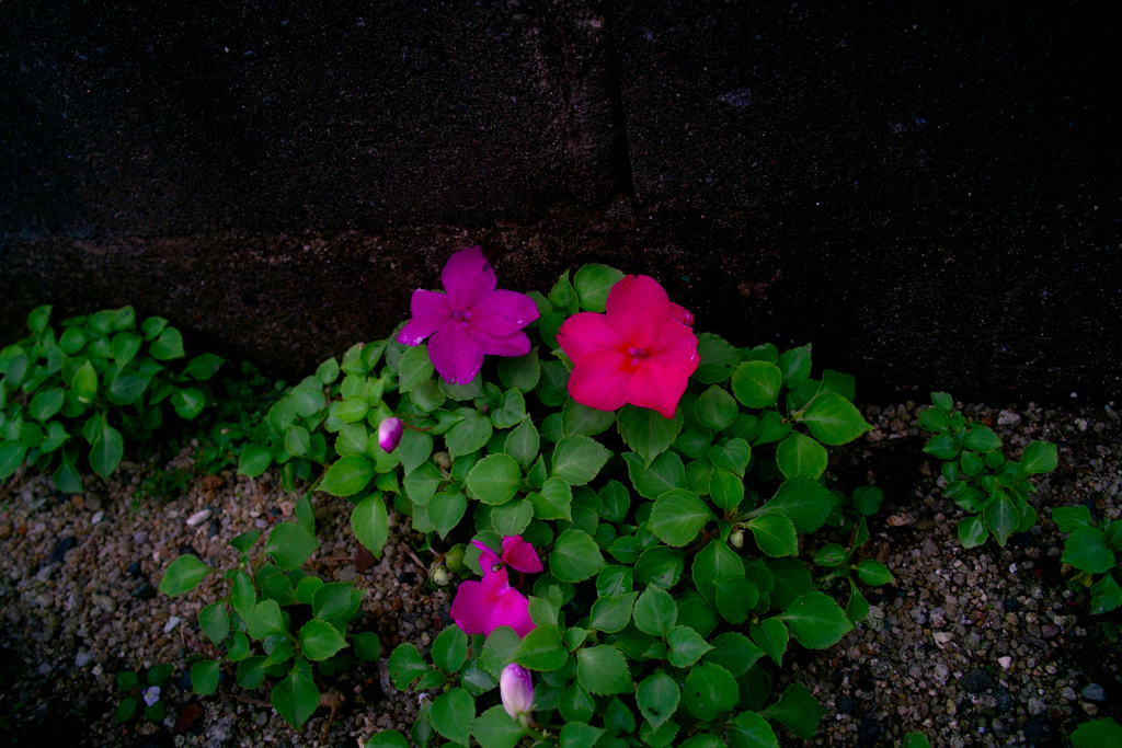 SDIM1698