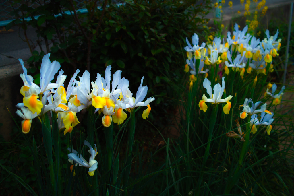 SDIM0998