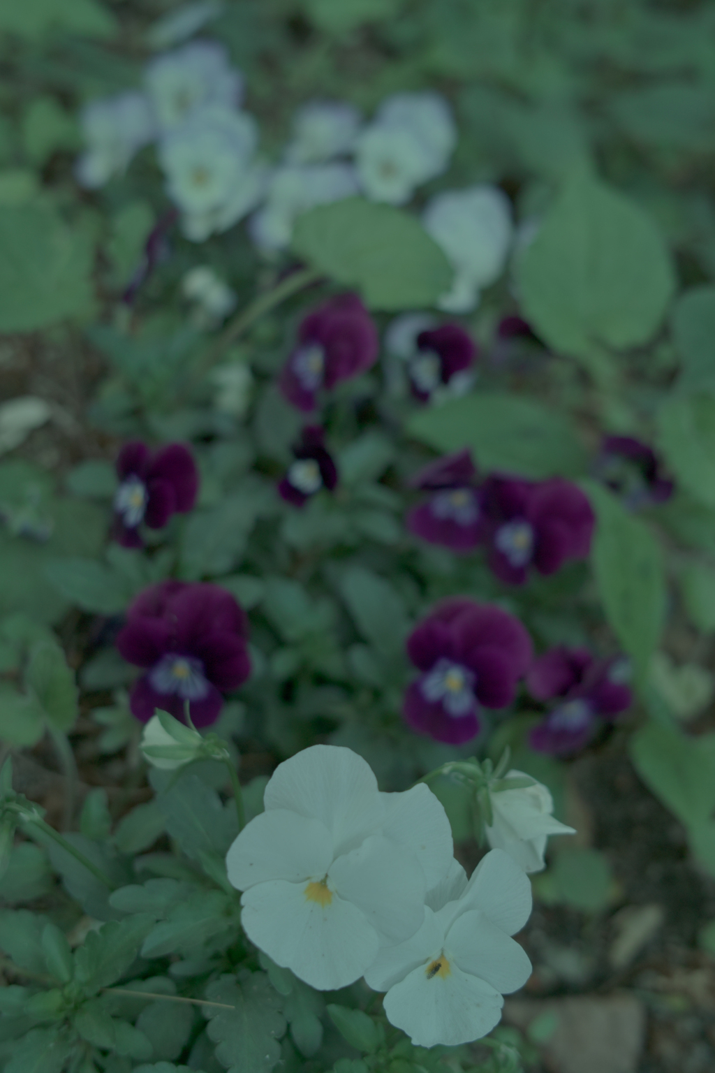 SDIM0957