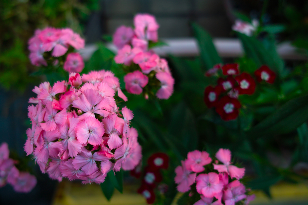 SDIM1567