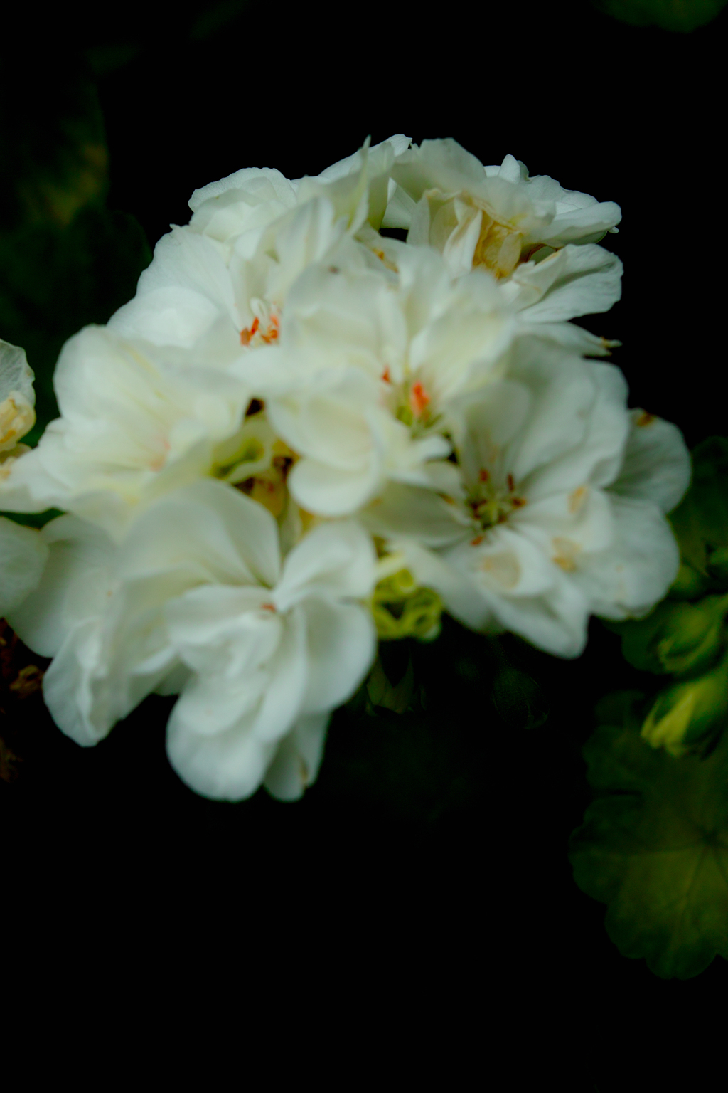 SDIM2199