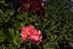 P1040549