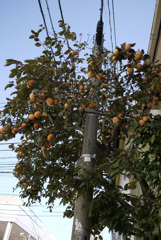 P1040508