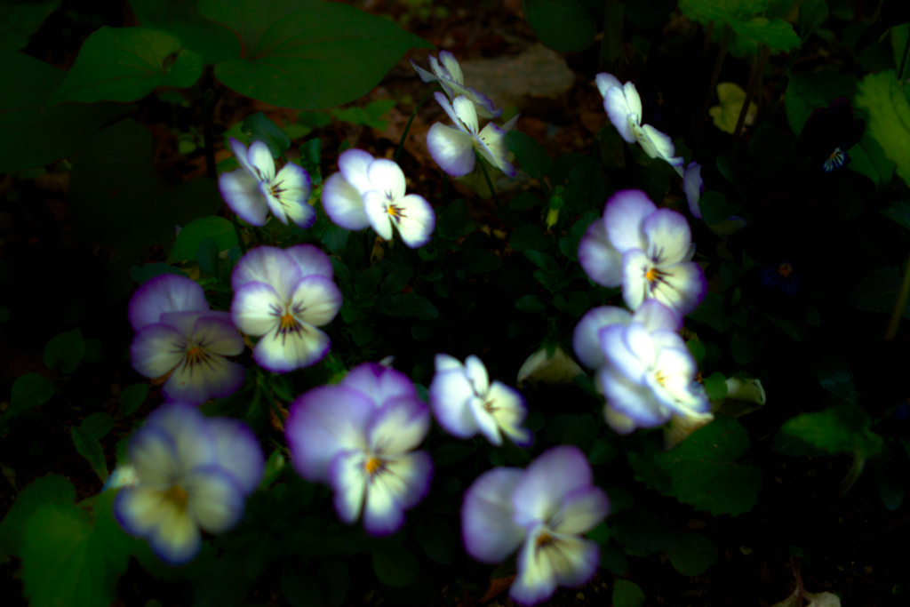 SDIM0956