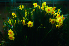 SDIM0293