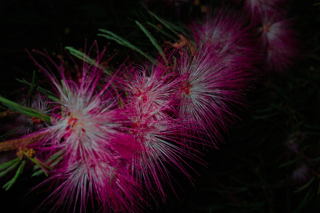 SDIM2184