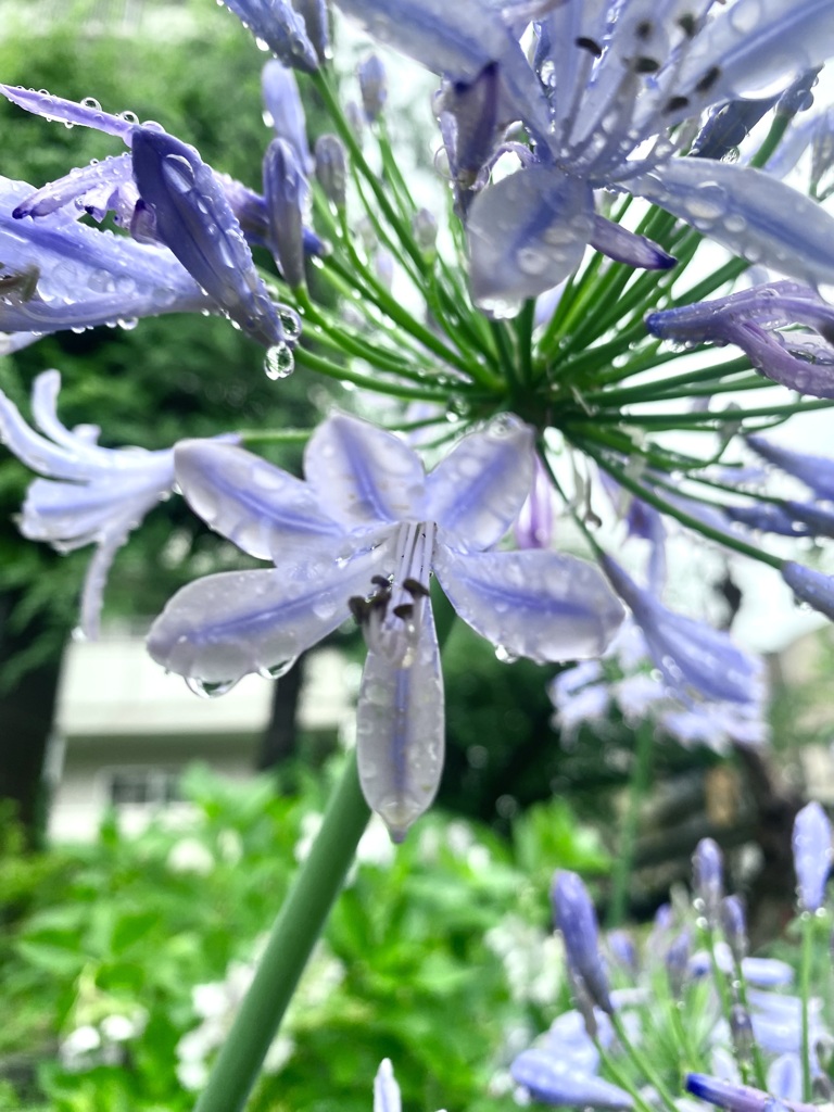 Water Flower