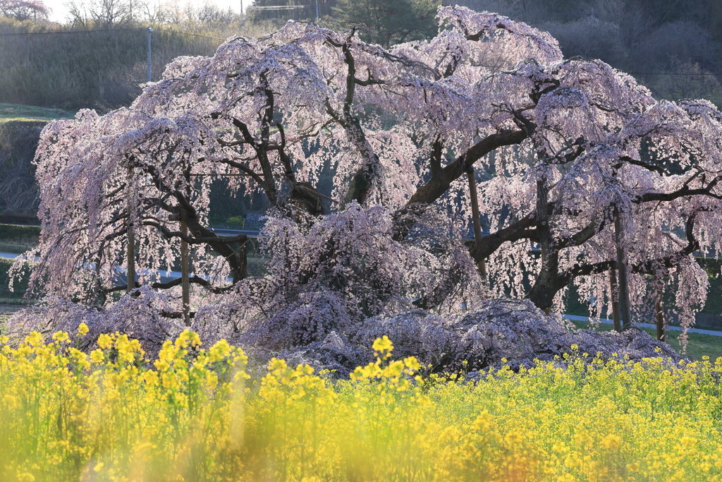 三春滝桜2