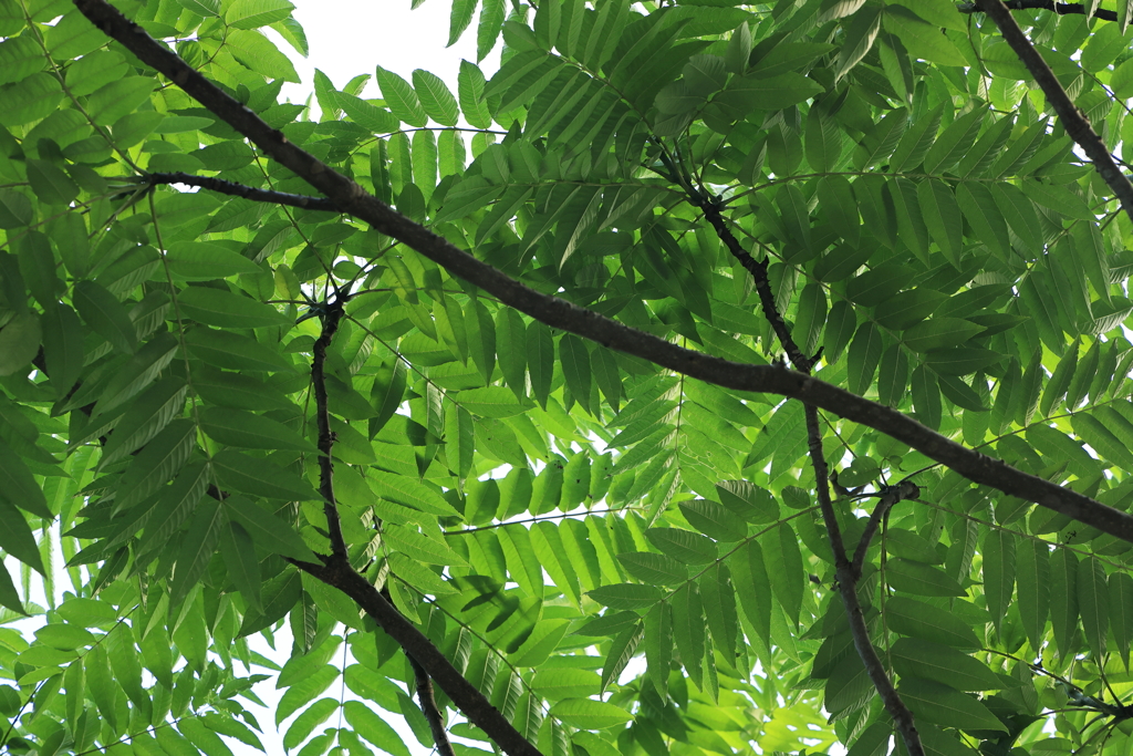 葉