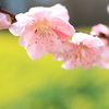 花桃1