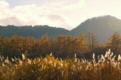 カラマツススキ