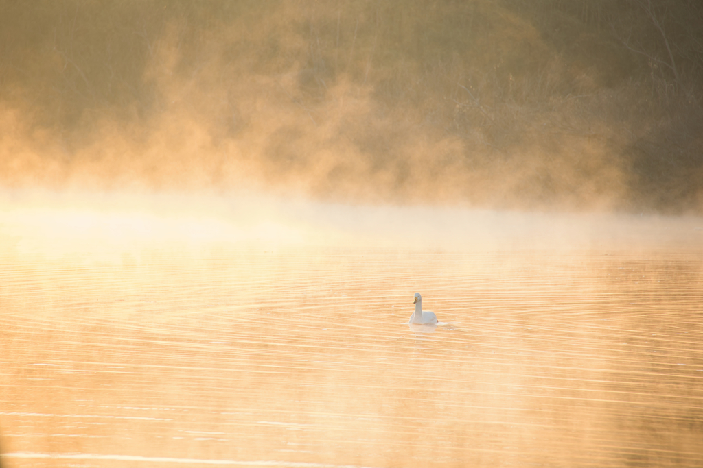 金色（こんじき）の川