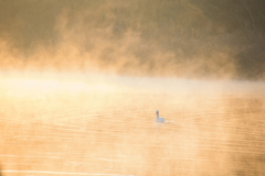 金色（こんじき）の川