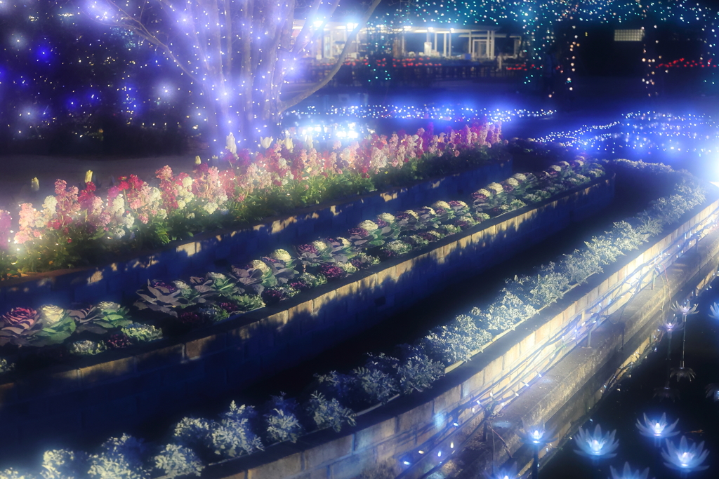 あしかがフラワーパーク