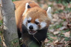 レッサーパンダ