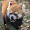 レッサーパンダ