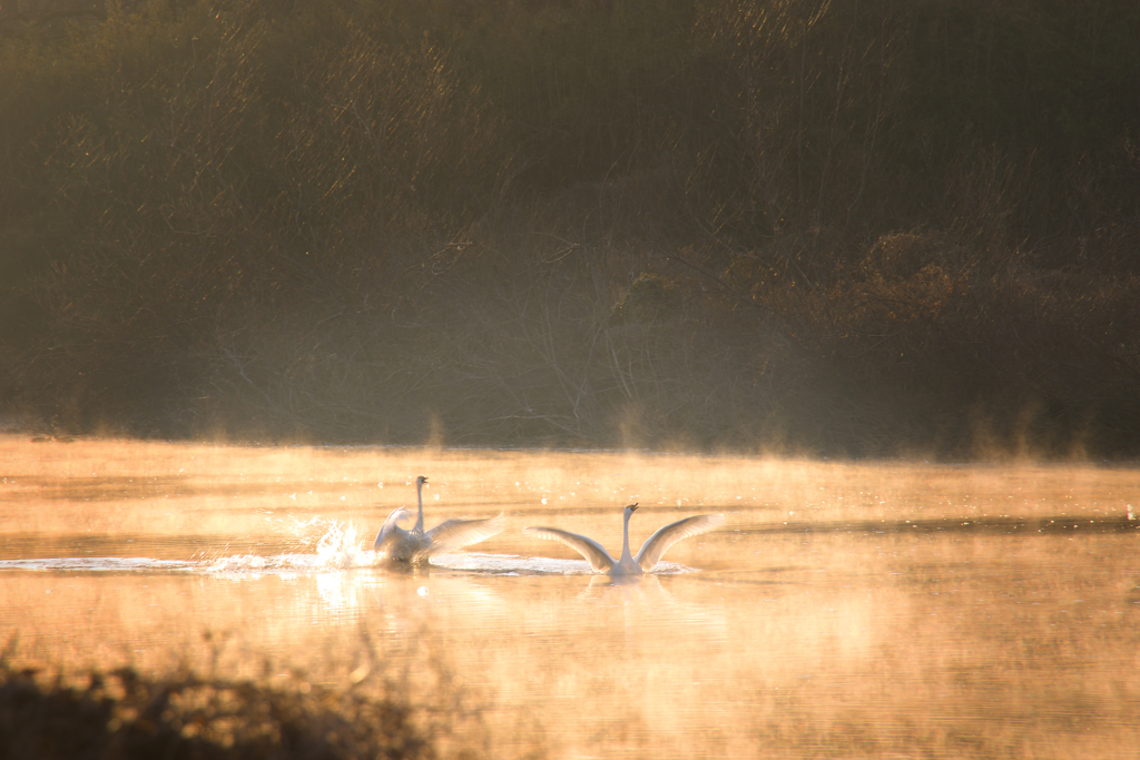 助けて！待ってろ！？