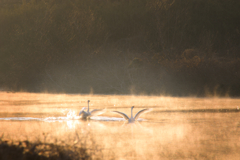 助けて！待ってろ！？