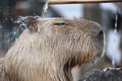 いい湯だな