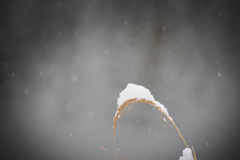 よく積もるものだ