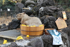 カピバラ温泉