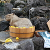 カピバラ温泉